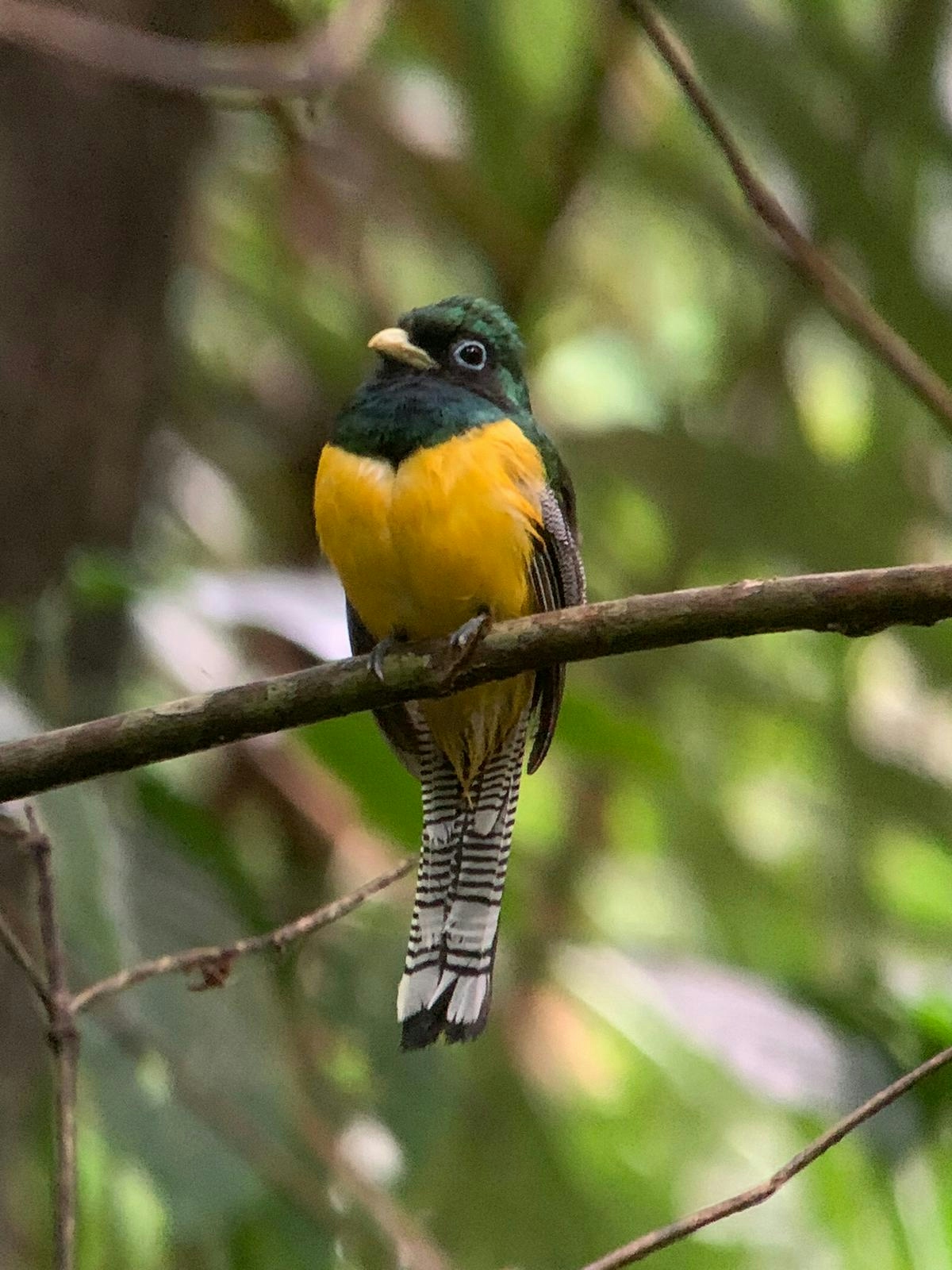 Tropical Bird taken at Costa Rica