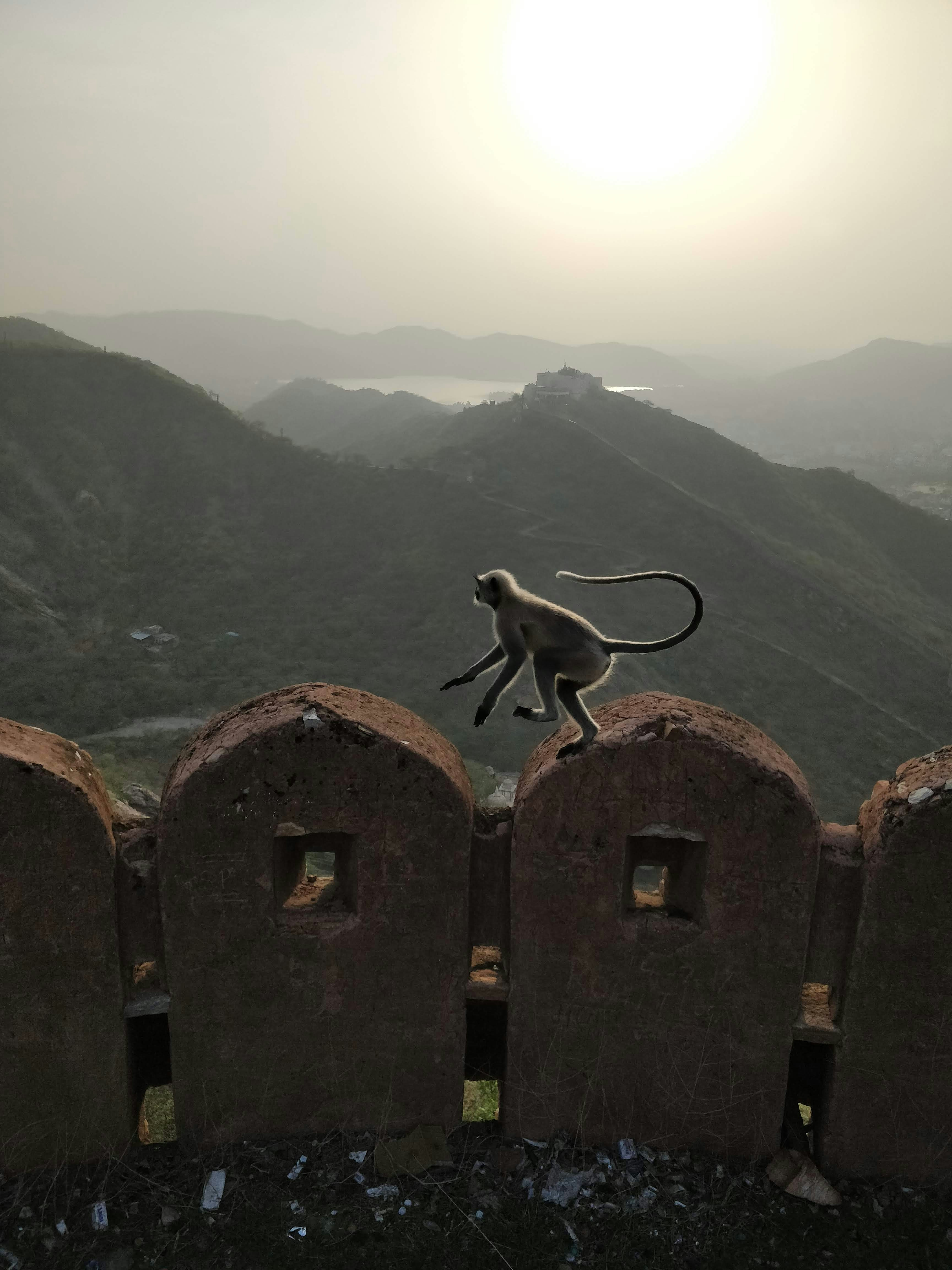 Monkey jump taken at Jaipur, India