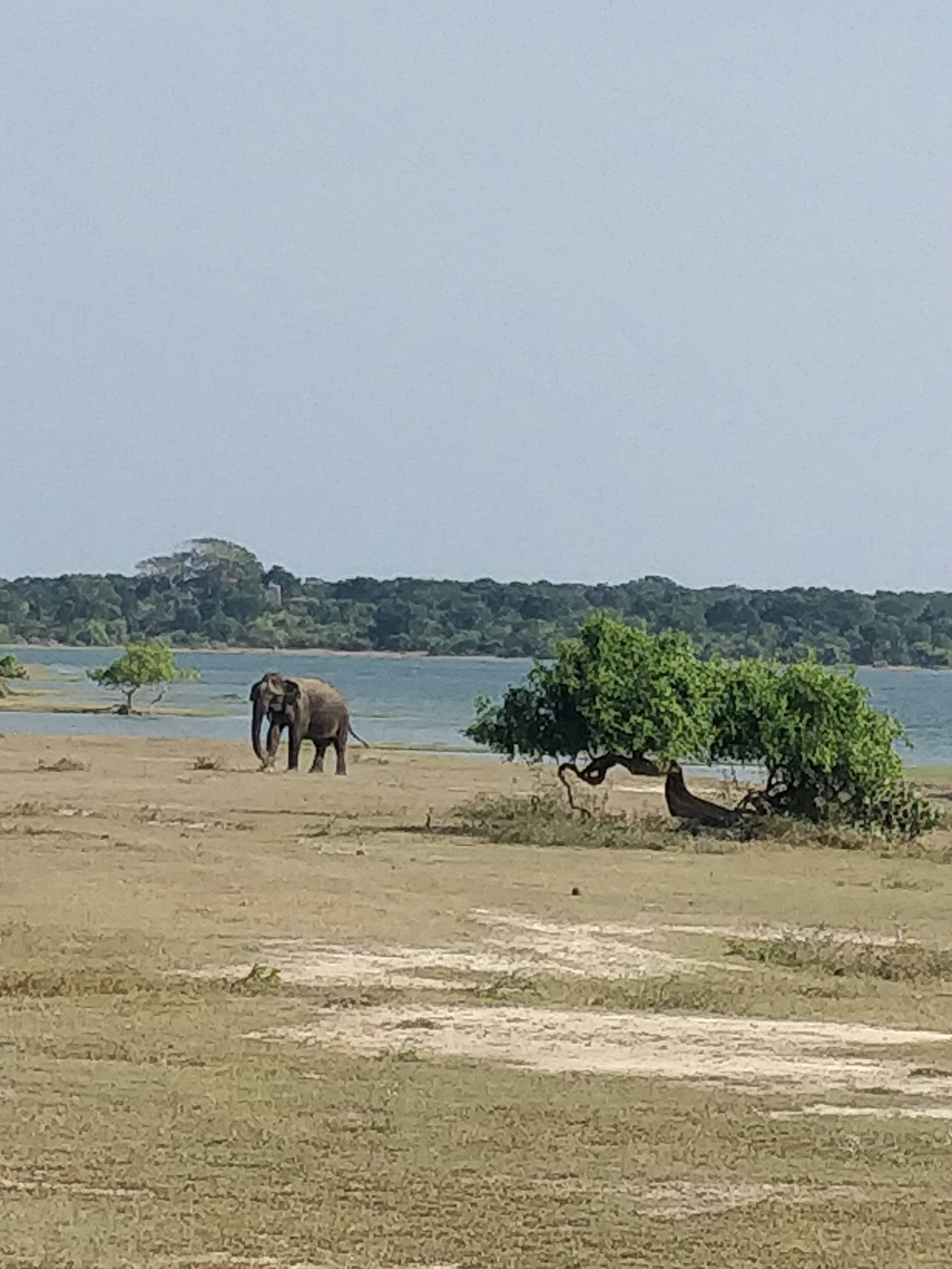 Lonely Elephant taken at Sri Lanka